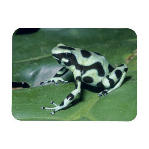 Poison Dart Frog Dendrobates auratus Cahuita Magnet