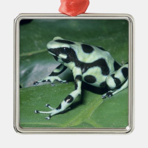 Poison Dart Frog Dendrobates auratus Cahuita Metal Ornament