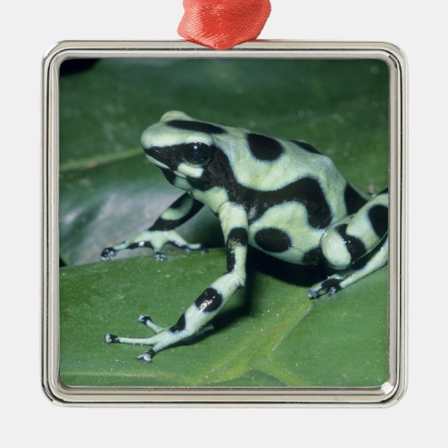 Poison Dart Frog, (Dendrobates auratus) Cahuita Metal Ornament (Front)