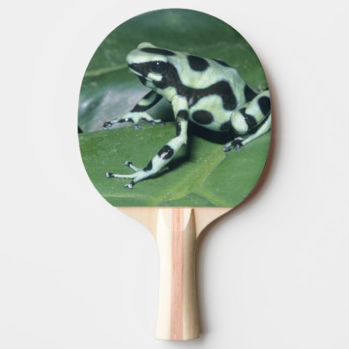 Poison Dart Frog Dendrobates auratus Cahuita Ping_Pong Paddle