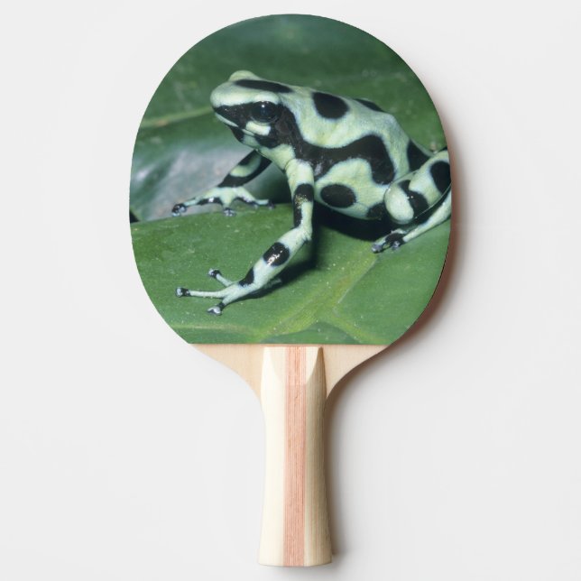 Poison Dart Frog, (Dendrobates auratus) Cahuita Ping-Pong Paddle (Front)