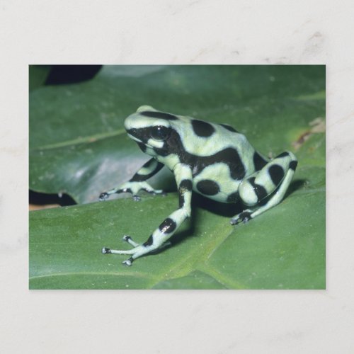 Poison Dart Frog Dendrobates auratus Cahuita Postcard