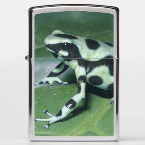 Poison Dart Frog Dendrobates auratus Cahuita Zippo Lighter
