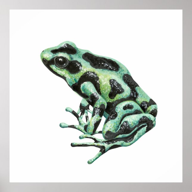 Poison dart frog poster (Front)