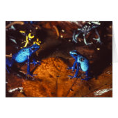 Poison Dart Frogs (Front Horizontal)