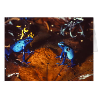 Poison Dart Frogs Cards