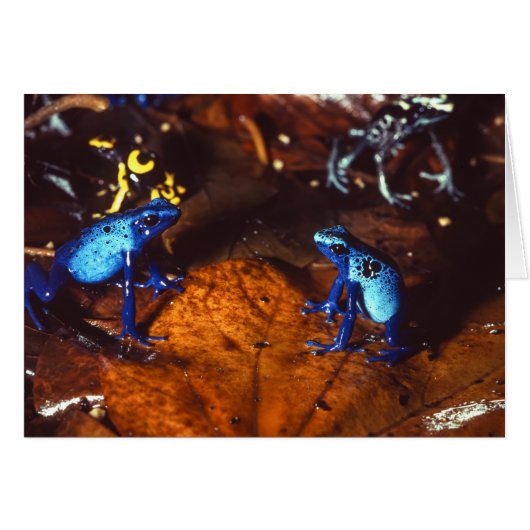 Poison Dart Frogs Cards (Front Horizontal)