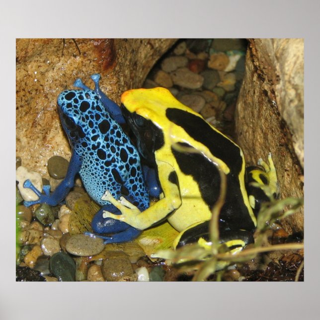 Poison Dart Frogs Poster (Front)
