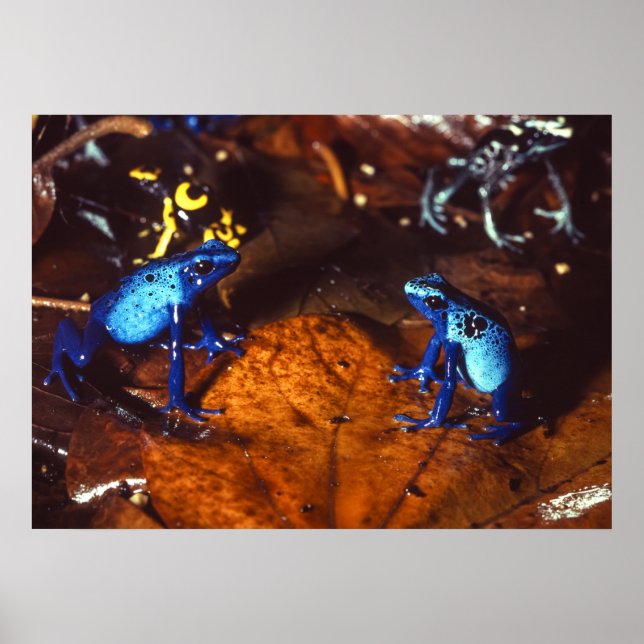 Poison Dart Frogs Poster (Front)