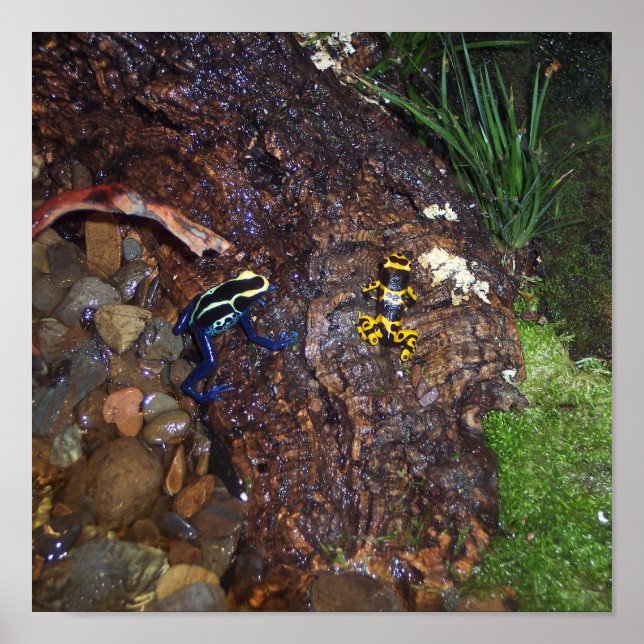 poison dart frogs poster (Front)
