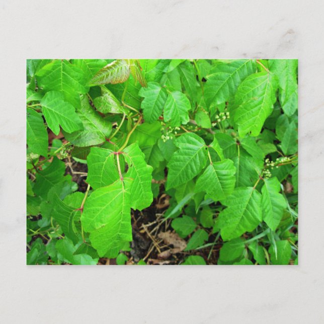 Poison ivy postcard (Front)