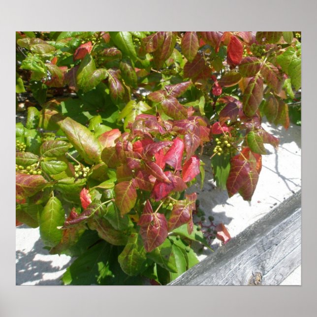 Poison Ivy Poster (Front)