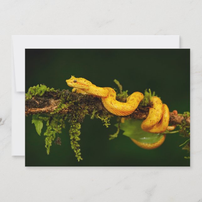 Poison Viper Snake from Costa Rica (Front)