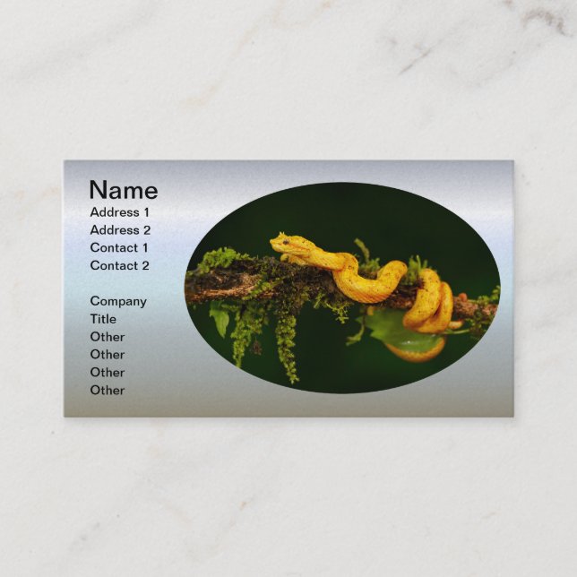 Poison Viper Snake from Costa Rica Business Card (Front)