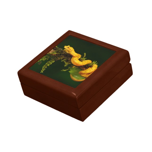 Poison Viper Snake from Costa Rica Gift Box (Side)