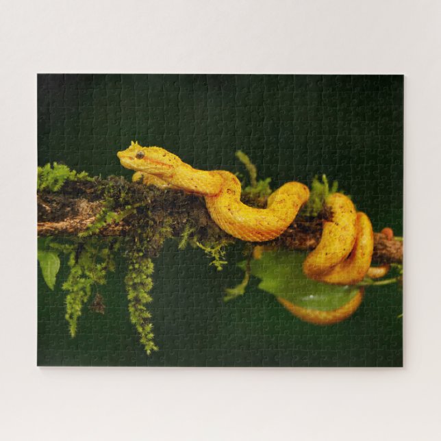 Poison Viper Snake from Costa Rica Jigsaw Puzzle (Horizontal)