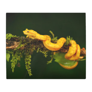 Poison Viper Snake from Costa Rica Metal Print
