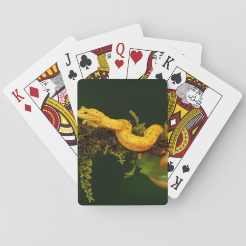 Poison Viper Snake from Costa Rica Playing Cards