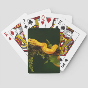 Poison Viper Snake from Costa Rica Poker Cards