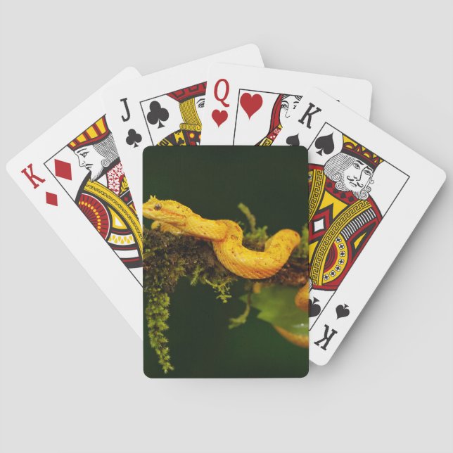 Poison Viper Snake from Costa Rica Poker Cards (Back)