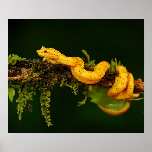 Poison Viper Snake from Costa Rica Poster