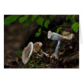 Poisonous Beauty (Front Horizontal)