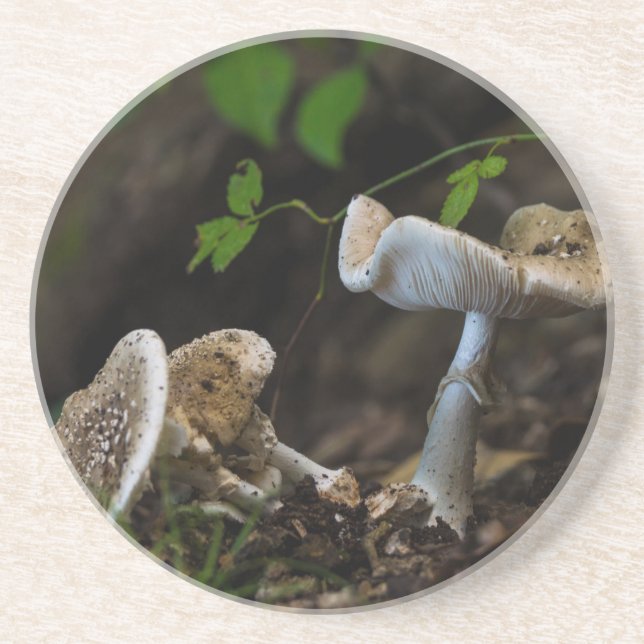 Poisonous Beauty Sandstone Coaster (Front)