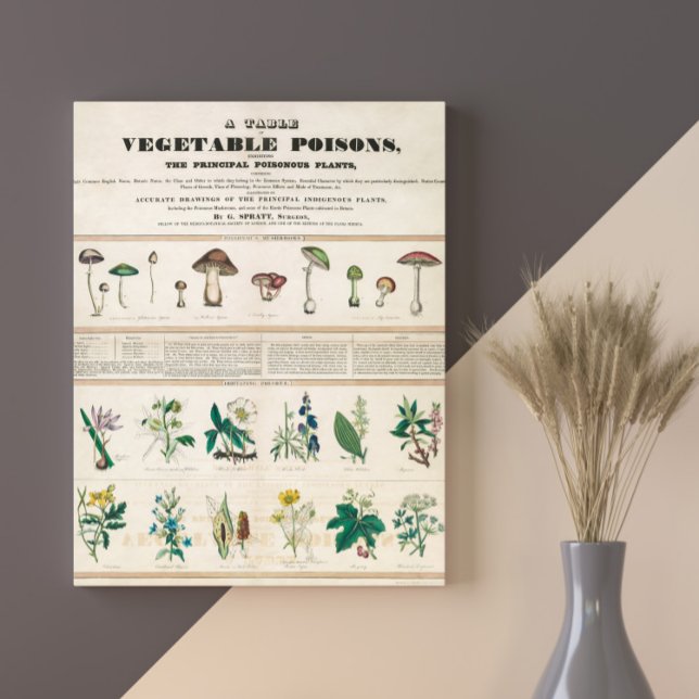 Poisonous Mushrooms Vintage Retro 1840-1850 Poster (Creator Uploaded)