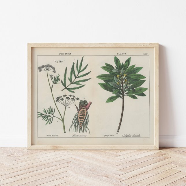 Poisonous Plants | Charlotte Mary Yonge Poster (Creator Uploaded)