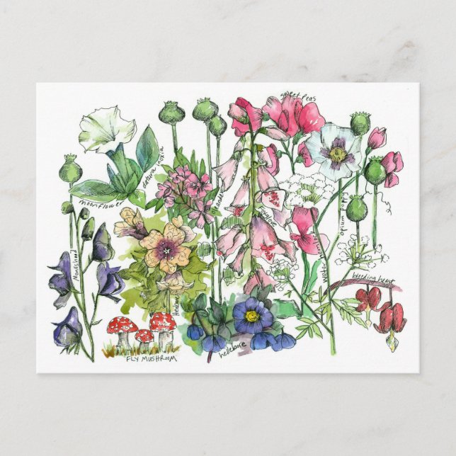 Poisonous Plants Herbs Watercolor Flower Drawing Postcard (Front)