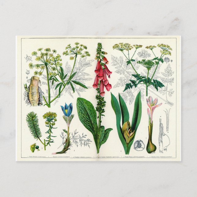 Poisonous Plants Postcard (Front)