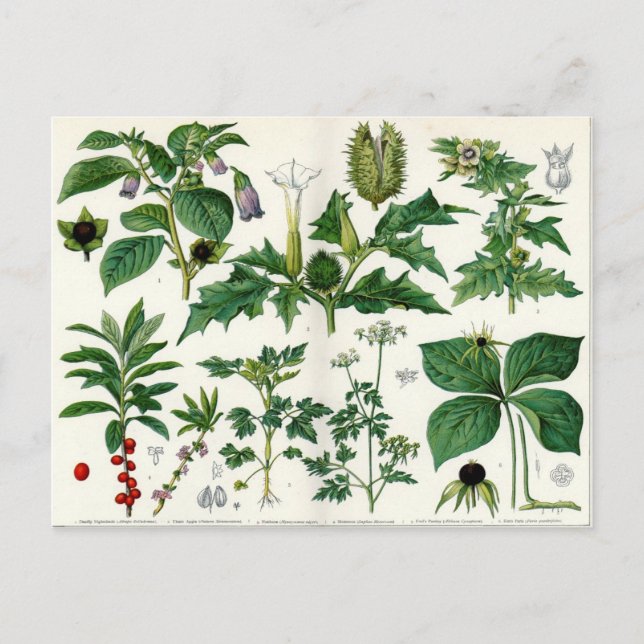 Poisonous Plants Postcard (Front)