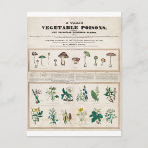 Poisonous Plants Vintage Botanical Postcard