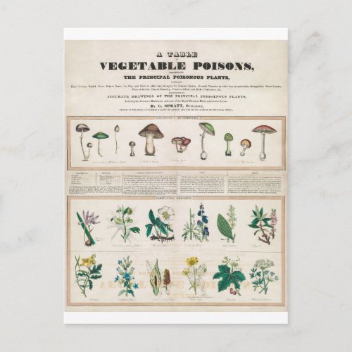 Poisonous Plants Vintage Botanical Postcard