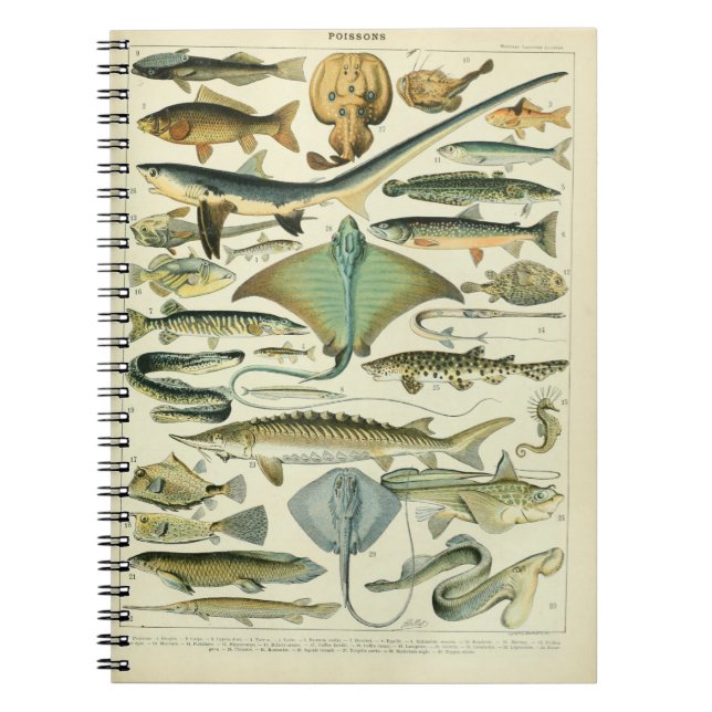 Poissons Vintage Illustration Notebook (Front)