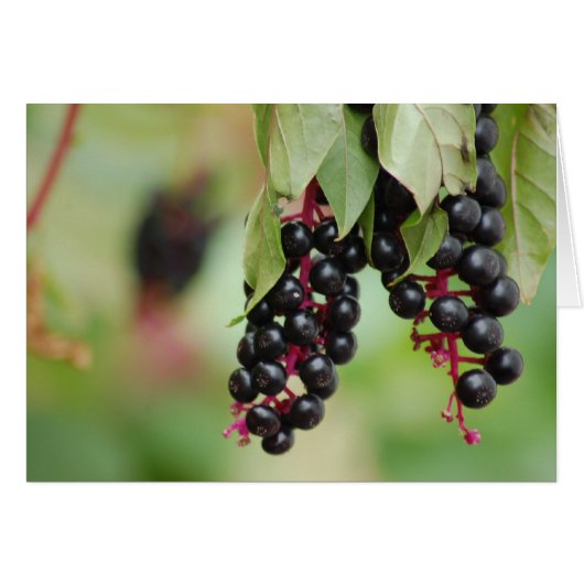 Pokeweed Berries Cards (Front Horizontal)