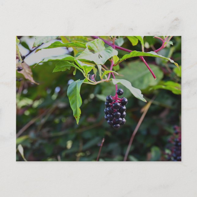 Pokeweed Berries Postcard (Front)