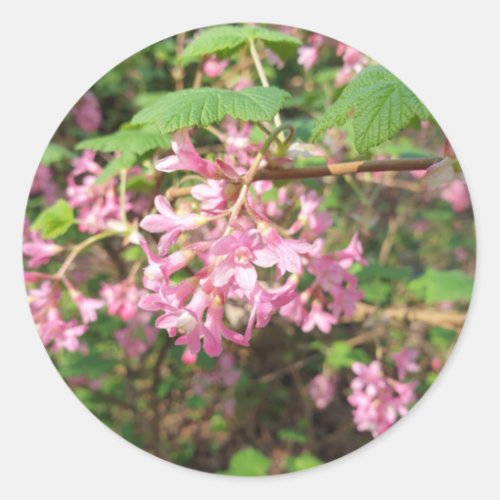 Pokeys Pink in the Park Classic Round Sticker