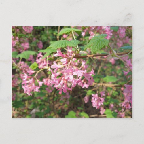 Pokeys Pink in the Park Postcard