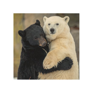 Polar and Black bear hugging  Wood Wall Art