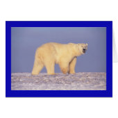 Polar Bear (Front Horizontal)