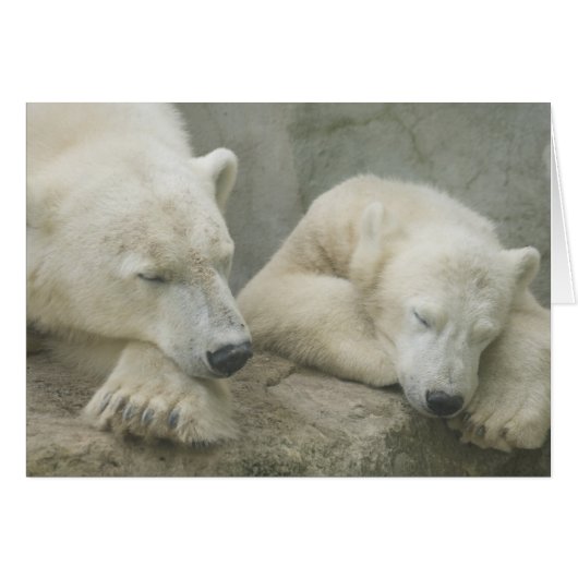 Polar Bear (Front Horizontal)