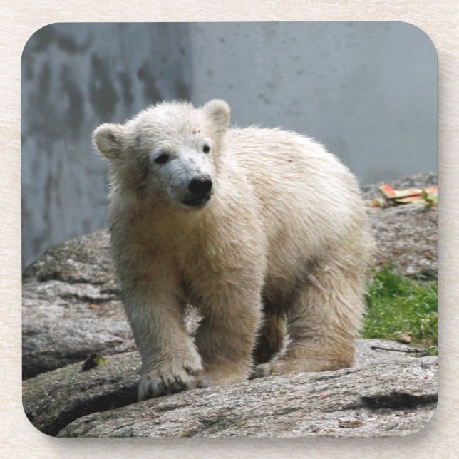 Polar Bear 010 Beverage Coaster (Front)