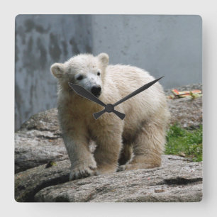 Polar Bear 010 Square Wall Clock