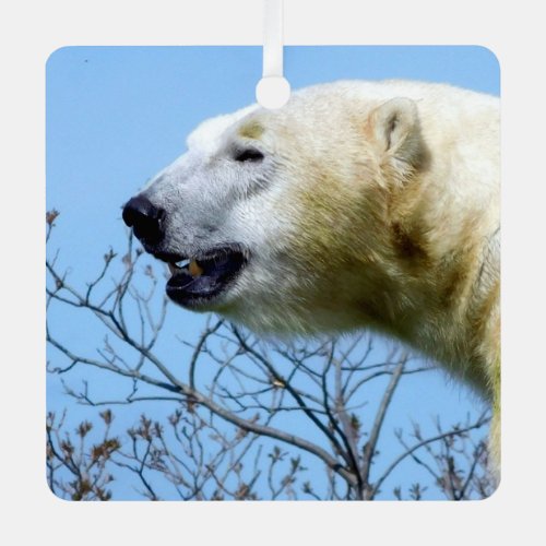 Polar bear and blue skies Toronto Zoo Canada Metal Ornament