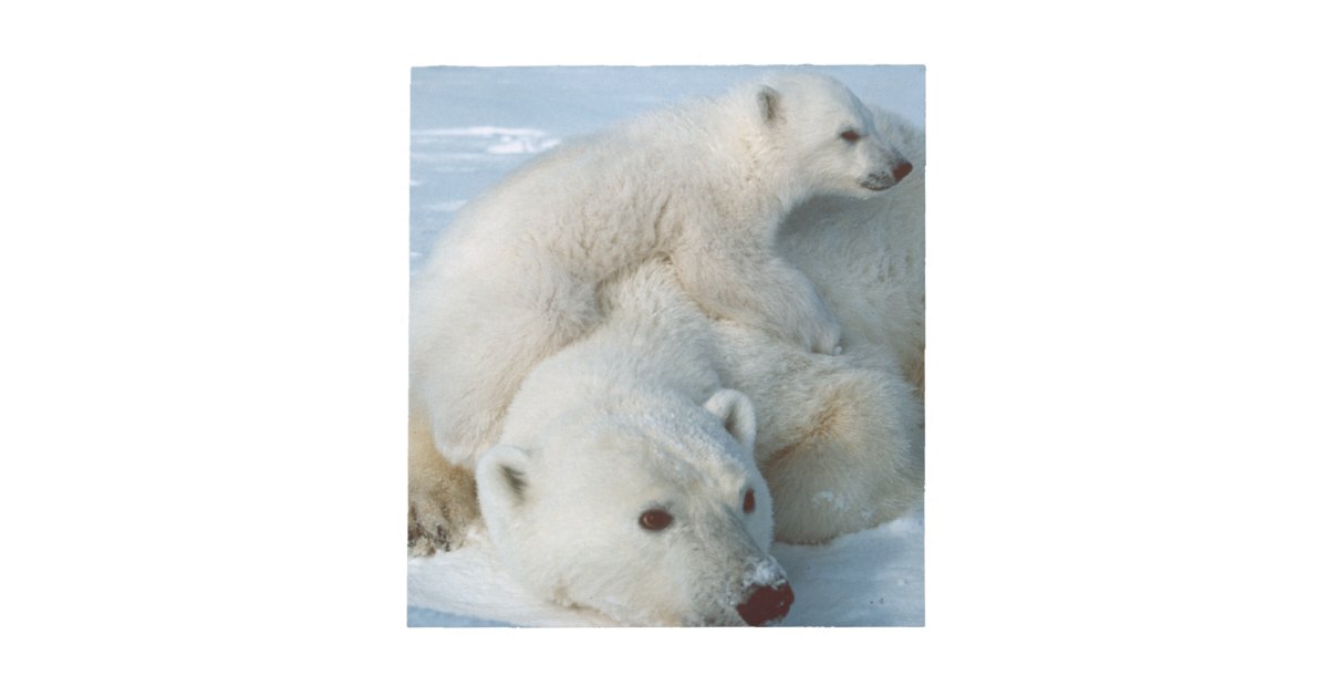 Polar Bear and Cub Wildlife Lovers Notepad | Zazzle