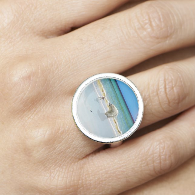 Polar Bear And Jack Russel, Ring (In Situ)