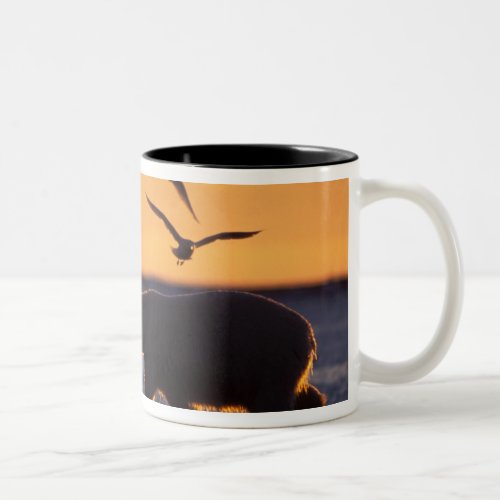 Polar bear at sunrise with glaucous_winged Two_Tone coffee mug