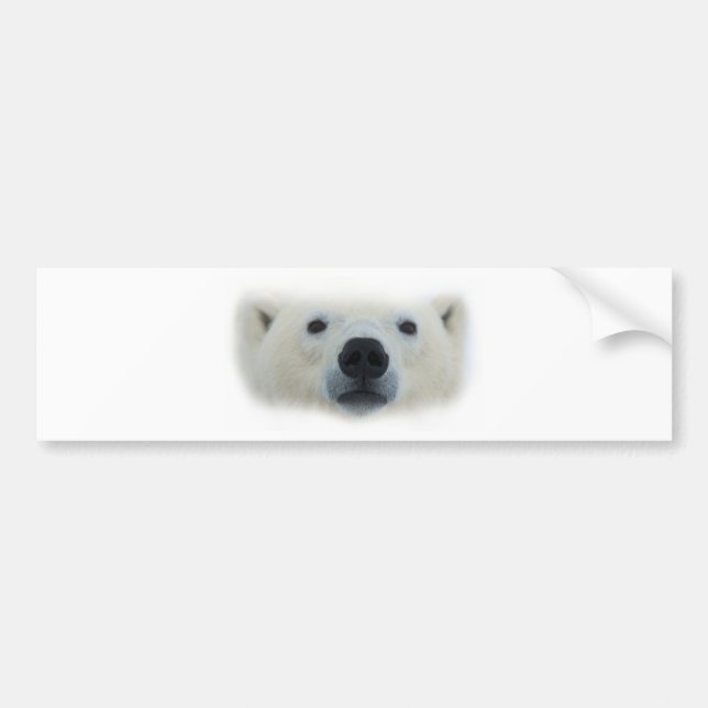 Polar Bear Bumper Sticker (Front)