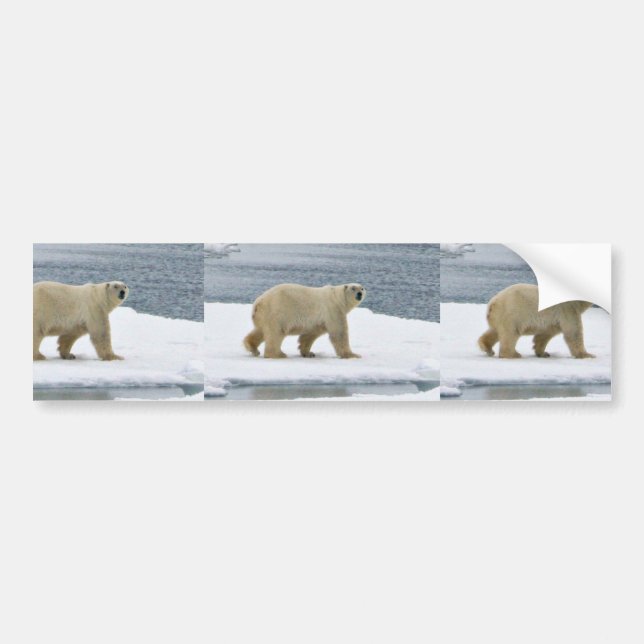 Polar Bear Bumper Sticker (Front)